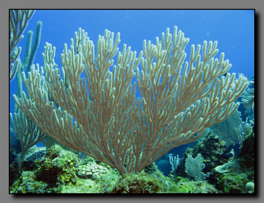 bent sea rods